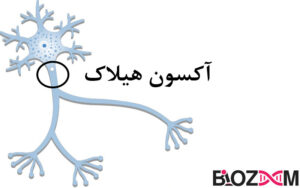 آکسون هیلاک