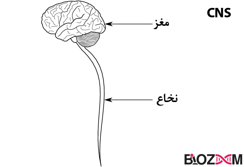 Central-nerve-system تصویر سیستم عصبی مرکزی