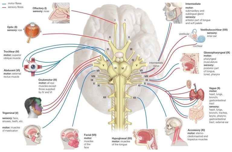 Cranial-Nerves اعصاب مغزی
