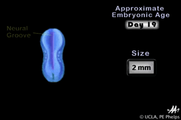 Development-of-the-human-nervous-system تکوین سیستم عصبی انسان