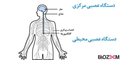 سیستم عصبی انسان از 2 بخش سیستم عصبی محیطی و سیستم عصبی مرکزی تشکیل شده است