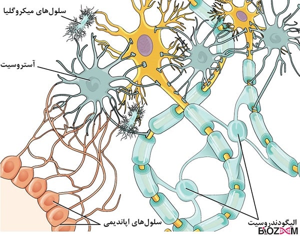 Glial_Cells_of_the_CNS انواع سلولهای گلیال دستگاه عصبی مرکزی