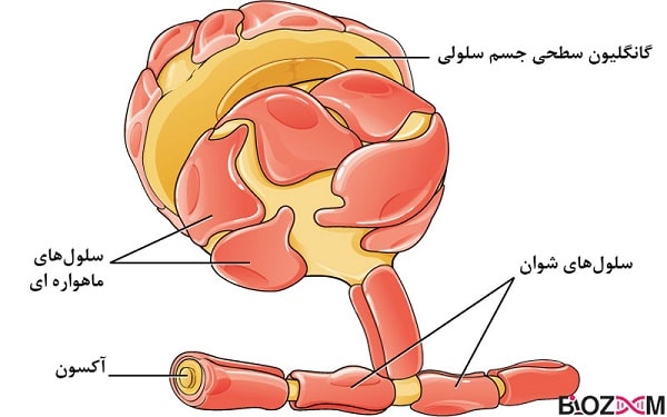 Glial_Cells_of_the_PNS انواع سلولهای گلیال دستگاه عصبی محیطی