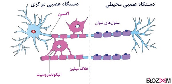 Schwann-cell-vs-oligodendrocyte تفاوت سلولهای شوان و الیگودندروسیت