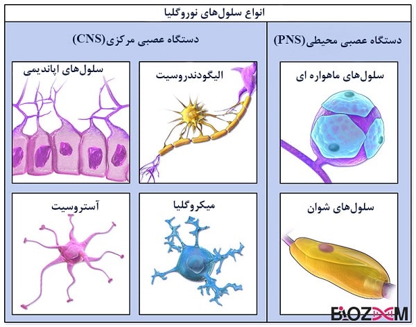 Types-of-neuroglia_brain-cells انواع سلول های نوروگلیا