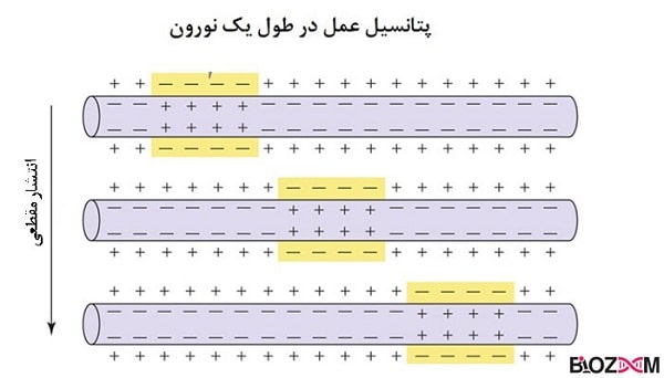 action-potential-diffusion نحوه ی انتشار پتانسیل عمل در نورون