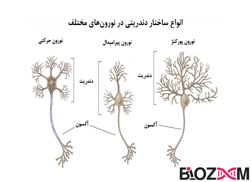 انواع ساختار دندریتی در نورون های مختلف