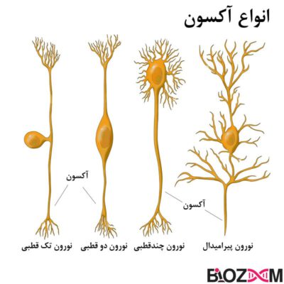 انواع آکسون در نورون
