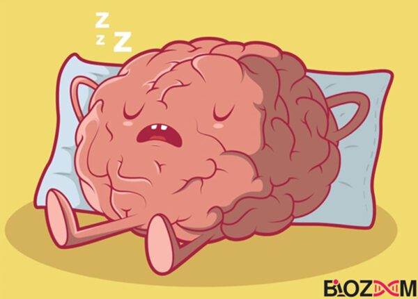 فعالیت مغز هنگام خواب