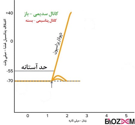 depolarization-in-action-potential مرحله دیپولاریزاسیون و اوورشوت