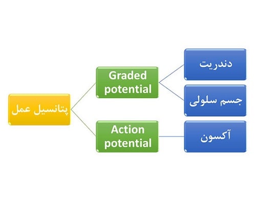 different-type-of-action-potential نمودار انواع پتانسیل عمل