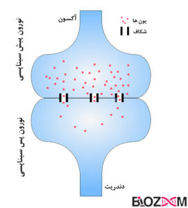 سیناپس الکتریکی