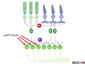 گانگلیون یا گره‌های عصبی