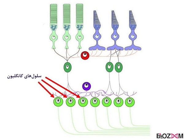 ganglion-cells گانگلیون یا گرههای عصبی