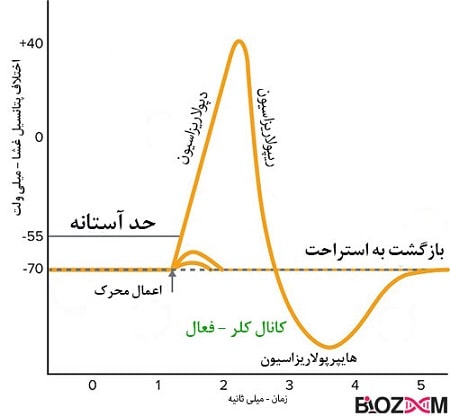 hyperpolarization-in-action-potential مرحله هایپرپولاریزاسیون پتانسیل عمل
