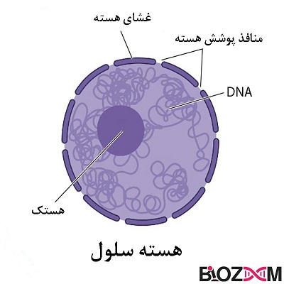 هسته محل سازماندهی ماده‌ی ژنتیک سلول است