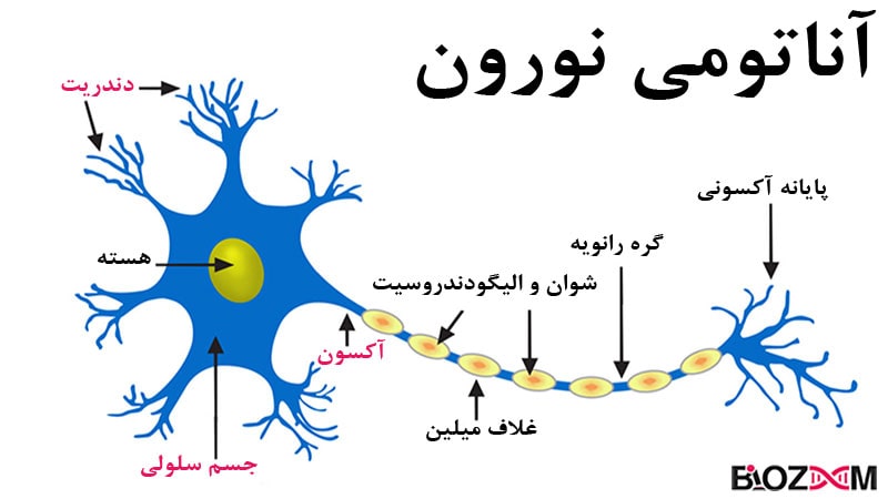 نورون از سه بخش اصلی به نام‌های: دندریت، آکسون و جسم سلولی تشکیل می‌شود