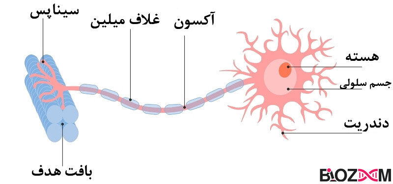 آناتومی نورون شامل سه جز اصلی به نام‌های آکسون، دندریت و جسم سلولی است