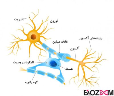 یک سلول الیگودندروسیت می‌تواند چند نورون را به طور همزمان میلینه کند