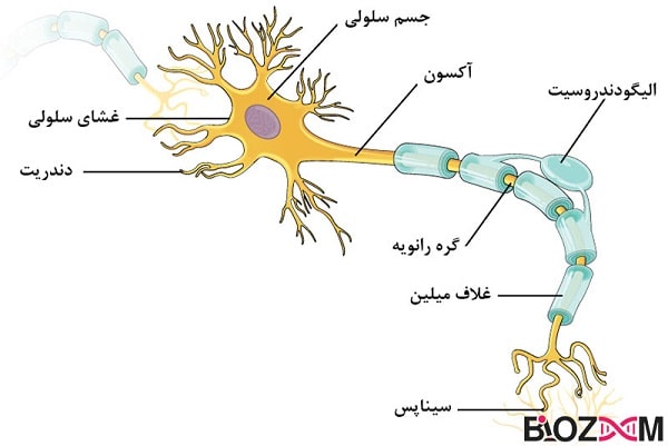 picture-of-a-neuron یک نورون از 3 بخش اصلی دندریت جسم سلولی و آکسون