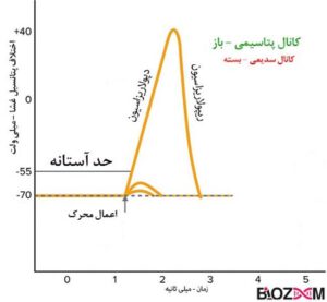 مرحله ریپولاریزاسیون پتانسیل عمل