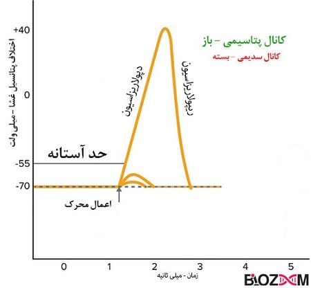 repolarization-in-action-potential مرحله ریپولاریزاسیون پتانسیل عمل