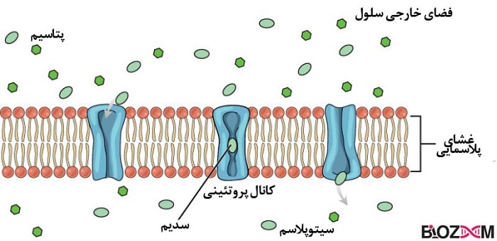 what-is-action-potential پتانسیل عمل چیست