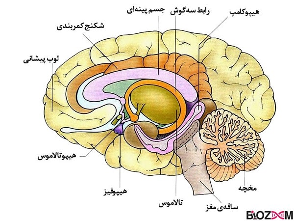 قسمت مخ در سیستم عصبی مرکزی