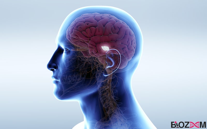 Substantia-nigra-in-brain توده ی سیاه مغز دوپامین تولید میکند و دوپامین با بیماری پارکینسون رابطه دارد