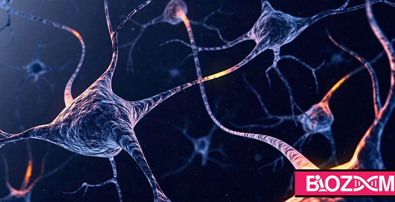 پتانسیل عمل در نورون