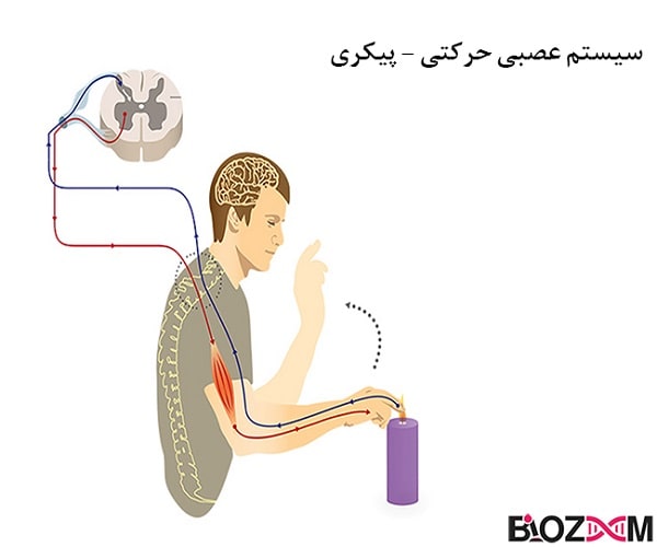 سیستم عصبی حرکتی - پیکری