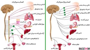 اعمال سیستم عصبی خودختار