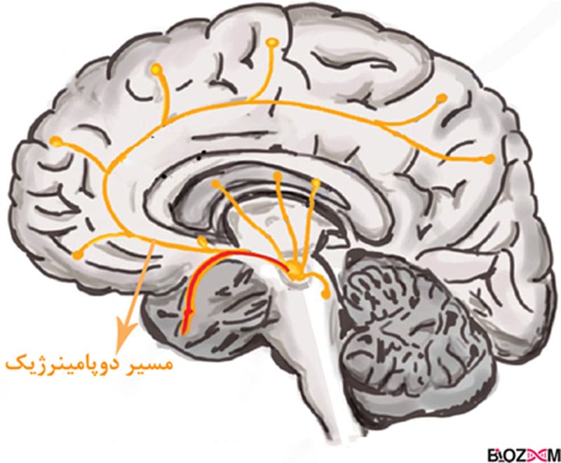 Dopamine-pathways مسیرهای دوپامینی در مغز انسان یا مسیر دوپامینرژیک