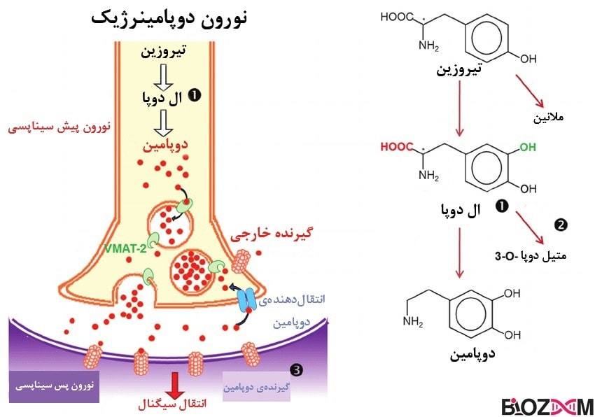 Dopamine-production-pathway مسیر تولید دوپامین در مغز