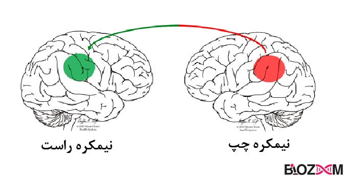 Homologous-area-adaptation نوروپلاستیسیتی سازگاری ناحیه همولوگ