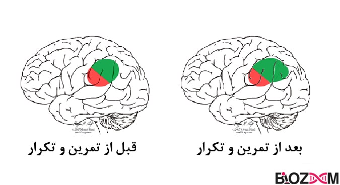 Map-expansion نوروپلاستیسیتی گسترش نقشه