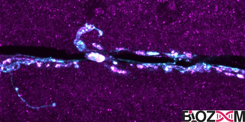 epilepsy-gene پروتئین Tmep را میتوان به رنگ صورتی در محل اتصال عصبی عضلانی مگس مشاهده کرد که به رنگ آبی مشخص شده است. Tmep تعداد دفعات برانگیختگی نورون را تنظیم میکند.
