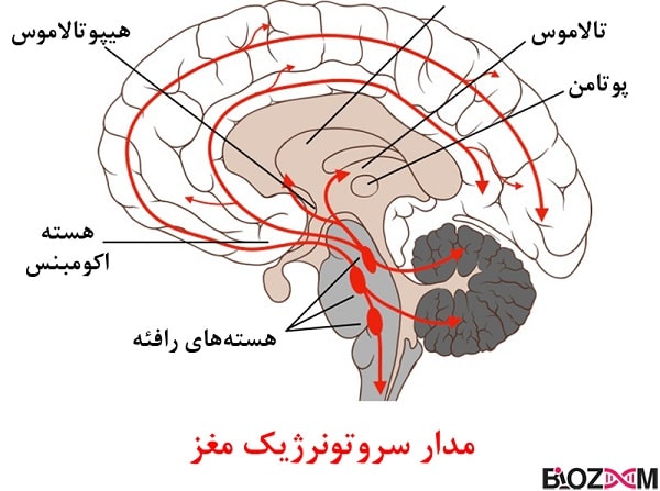 serotonergic-circuitry مدار سروتونرژیک مغز
