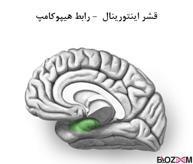 قشر اینتورینال در هیپوکامپ مغز