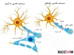 شباهت عملکرد سلول‌های شوان با الیگودندروسیت‌ها