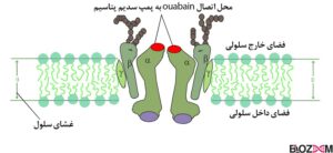 مختل کردن عملکرد پمپ سدیم پتاسیم به وسیله‌ی ouabain