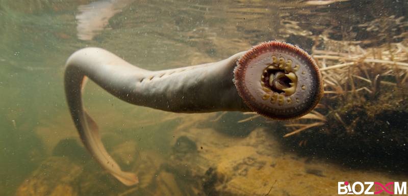 Lamprey