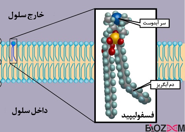 structure of phospholipid غشای سلولی بین 7 تا 10 میلیمتر است