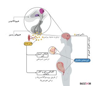غلظت اکسی توسین مانند دیگر هورمون‌ها در بدن، توسط مکانیسم‌های خودتنظیمی کنترل می‌شود.