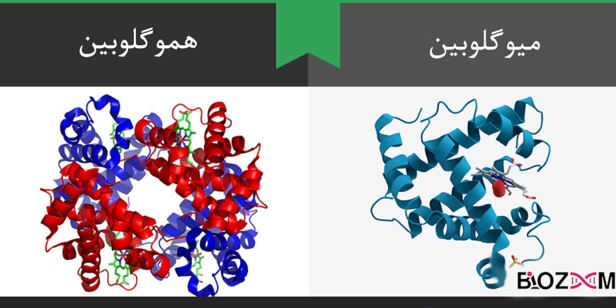 پروتئین چیست به زبان ساده مجله بیوزوم