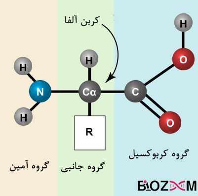 Amino acid structure بخشهای مختلف یک آمینواسید