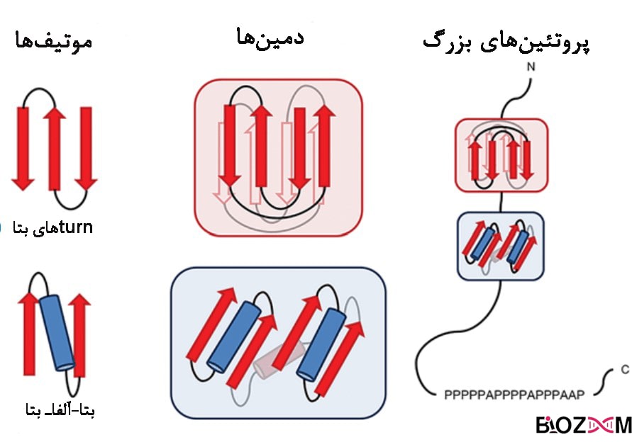 Protein motifs and domains از کنار هم قرارگیری موتیفها دمینهای پروتئینی شکل میگیرد