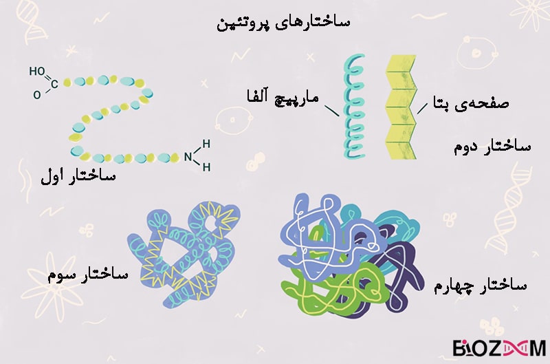 Protein structures ساختار اول تا چهارم پروتئین