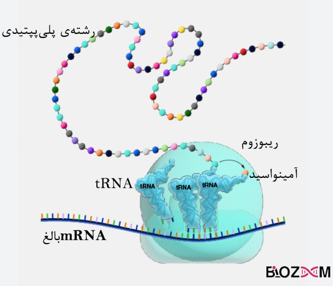 Protein translation process فرایند اضافه شدن آمینواسید به انتهای زنجیره