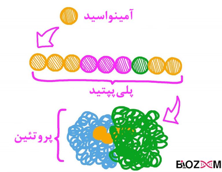 پروتئین چیست به زبان ساده | مجله بیوزوم